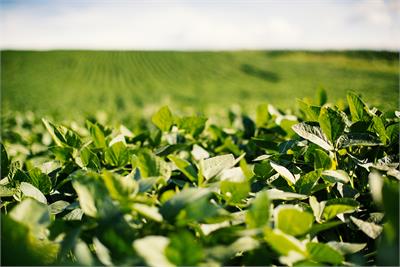 Soybean Fields
